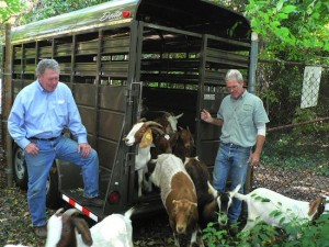 Eco- Goats goats get to work/Credit: Eco-Goats
