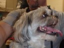 bandit1