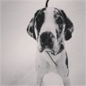 Angus