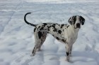 Angus