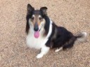sampson