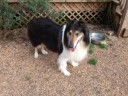 sampson3