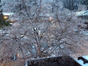 Ice covered tree in Reston/Credit: Mary Dominiak via Twitter