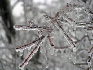 Ice covered trees/FIle photo