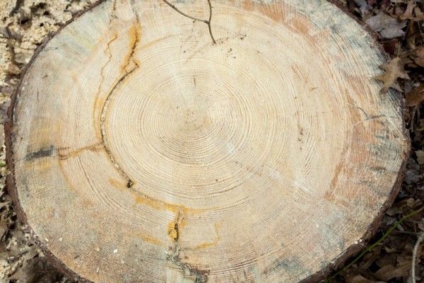 The rings of the fallen Virginia Pine show it is hundreds of years old/Credit: Sean Bahrami, RA