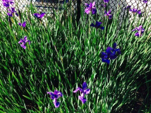 Irises by Lake Thoreau Pool
