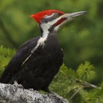 Pileated Woodpecker/Credit: Allaboutbirds.org