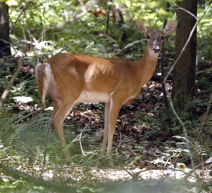 Deer in Reston/Credit: Linda Thomas via Flickr