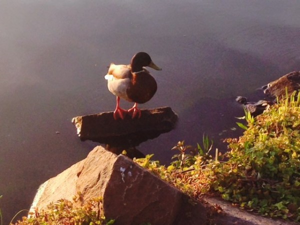 A duck takes a break at Lake Thoreau A duck takes a break at Lake Thoreau