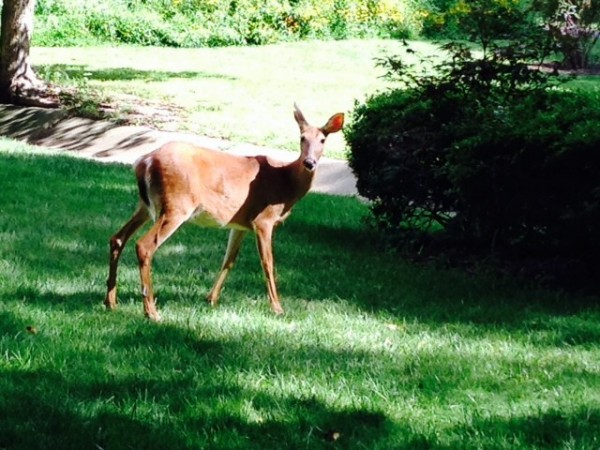 Deer on path near Lake Thoreau