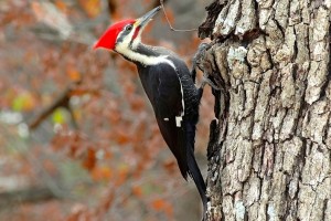 Reston's official bird: the pileated woodpecker (Photo via Flickr/Joshlaymon)