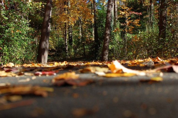Fall Leaves in Reston/Credit: J0nathan via Flickr
