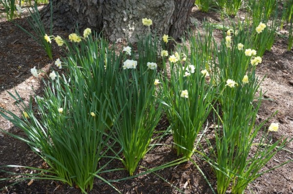 Daffodils in Reston