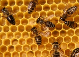Bee Hive/Credit: ladele88 via Flickr