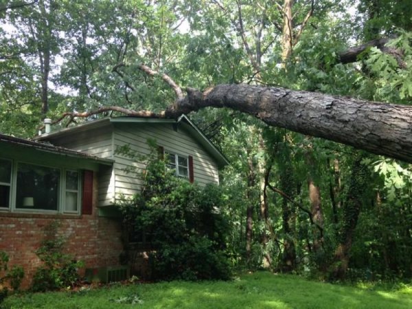 Tree down in South Reston/Credit: Cynthia