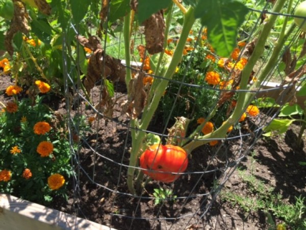 Tomatoes at Reston community garden near Hunters Woods 