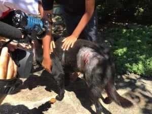 Dog injured by wildlife/Credit: Fairfax County