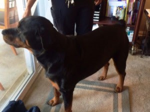 Rottweiler being sought by police/FCPD