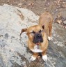 Gus