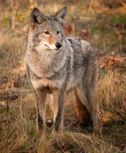 Coyote/Courtesy Fairfax County Police