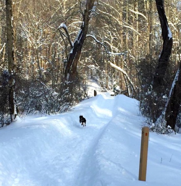Reston trails after snow/Credit: Laura Noll