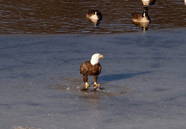 Bald Eagle on Lake Thoreau/Credit: Dave Prochnow