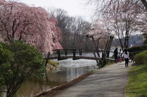 Cherry blossoms near Lake Anne