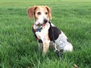 Kate pet of week1