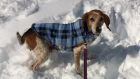 Kate pet of week2