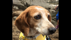 Kate pet of week3