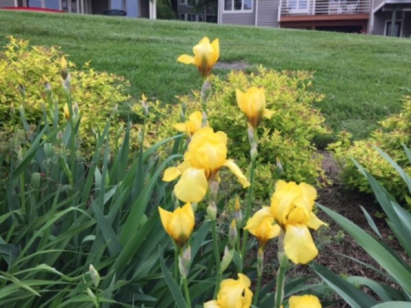 Flowers by Lake Thoreau