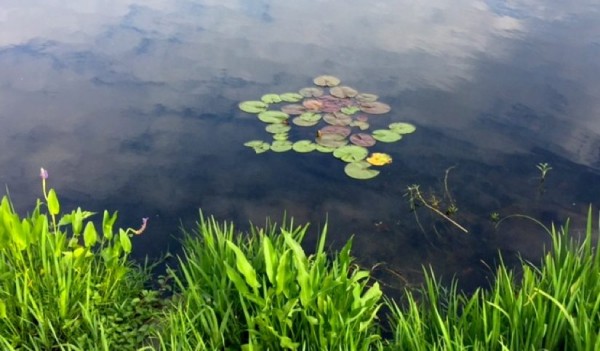 Lily pads on Lake Thoreau