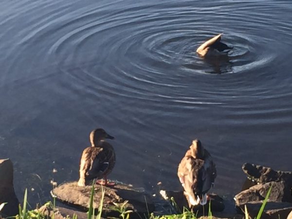 Ducks on Lake Thoreau