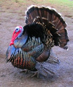 American Turkey - Credit: Lupin/Creative Commons