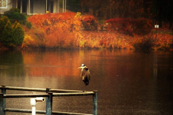 Heron on Lake Newport (Flickr pool photo by Vantagehill)