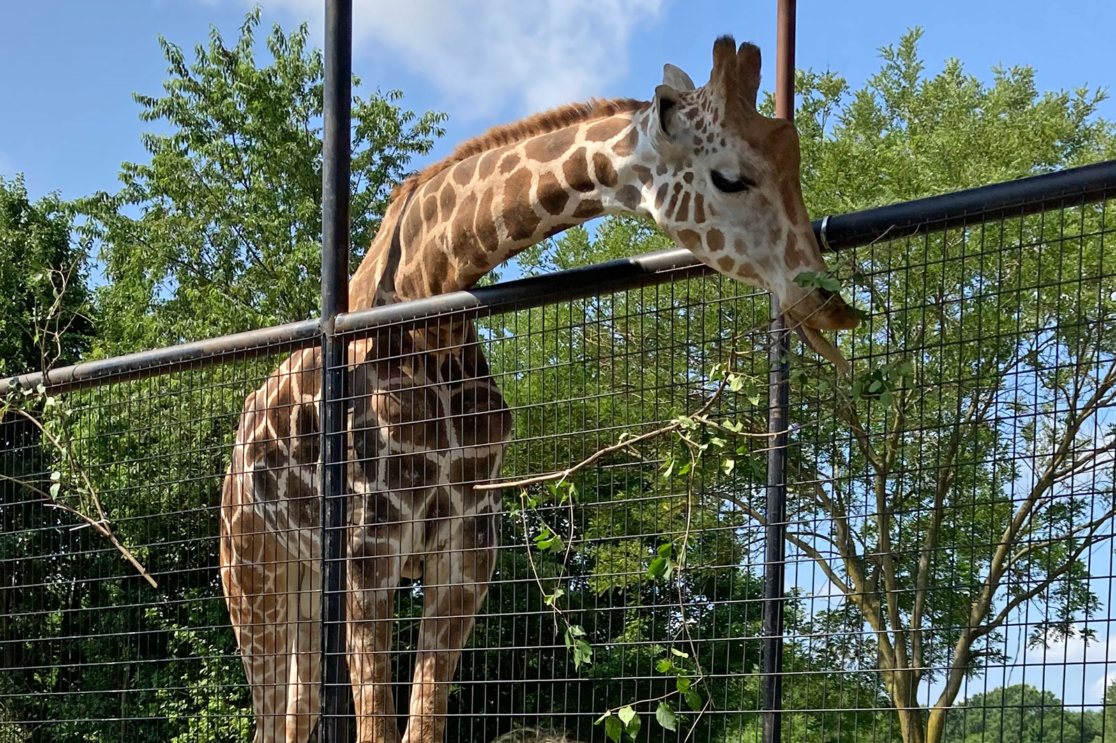 Two Giraffes Are Dead After Fire at Roer's Zoofari | Reston Now